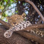 dovolena-botswana