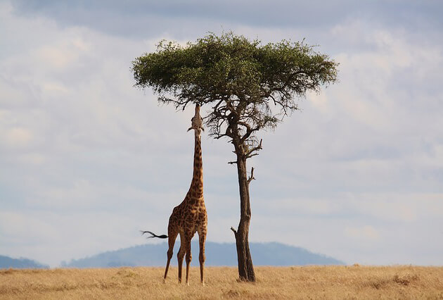 afrika-2
