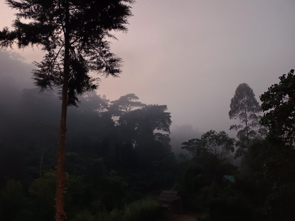 Ranní mlha nad pralesem, Uganda